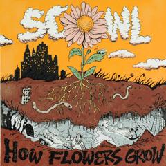 How flowers grow